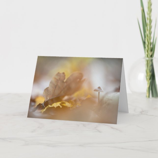 Carte Petite photo de la nature des champignons (Devant)