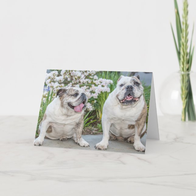 Carte Petits Bulldogs joyeux anniversaire personnalisé (Devant)