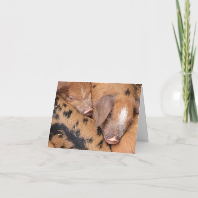 Carte Petits cochons Oxford Sandy & Black mignons  (Devant)