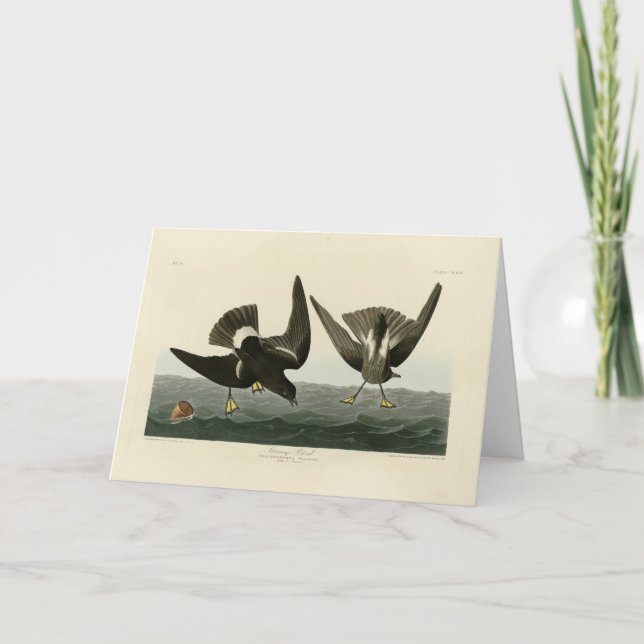 Carte Pétrel orageux des oiseaux d'Amérique d'Audubon (Devant)