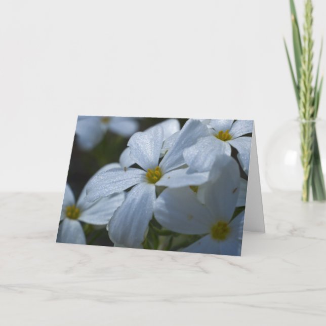 Carte Phlox blanc (Devant)