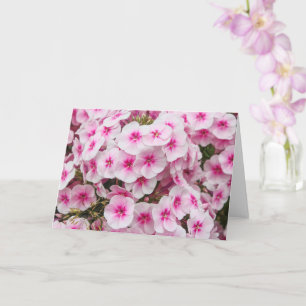 Carte Phlox. Friary Gardens, Cardiff, Pays de Galles.