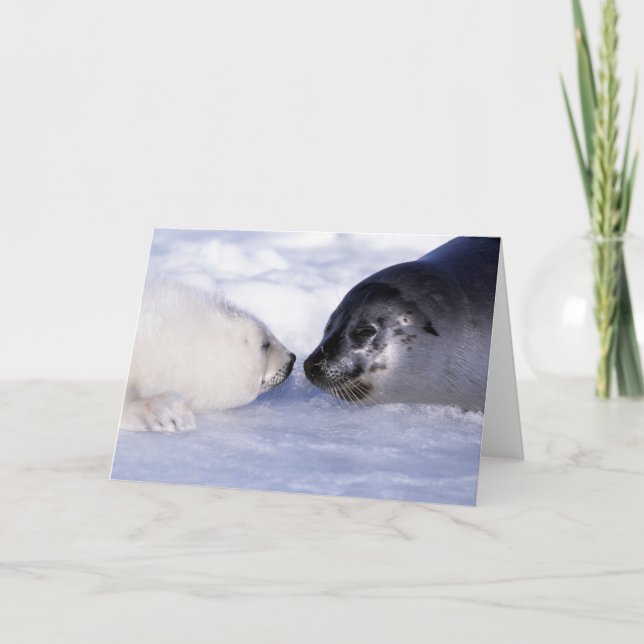 Carte Phoque de Groenland mère avec son petit (Devant)