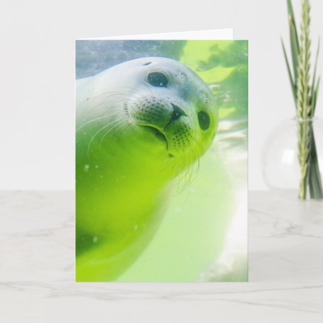 Carte Phoque mignon et amical sous l'eau (Devant)