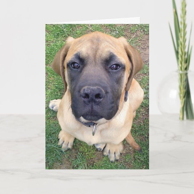 Carte Photo anglaise mignonne de chien de mastiff de (Devant)