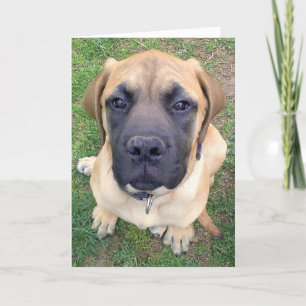 Carte Photo anglaise mignonne de chien de mastiff de
