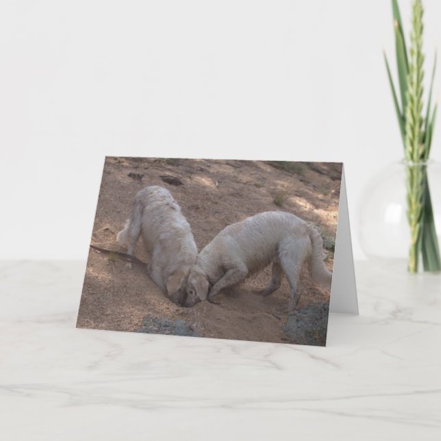 Carte photo blanc Golden Retriever (Devant)