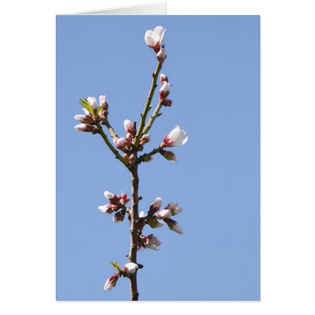 Carte photo Blossom (Devant)