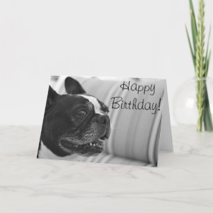 Carte Photo Boston Terrier