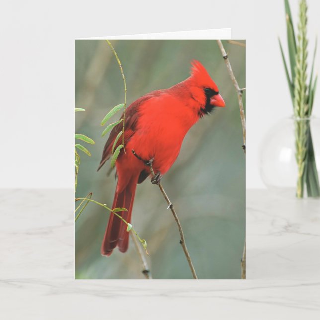 Carte Photo Cardinal Bird (Devant)
