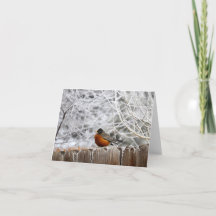 Carte photo couleur Robin en hiver