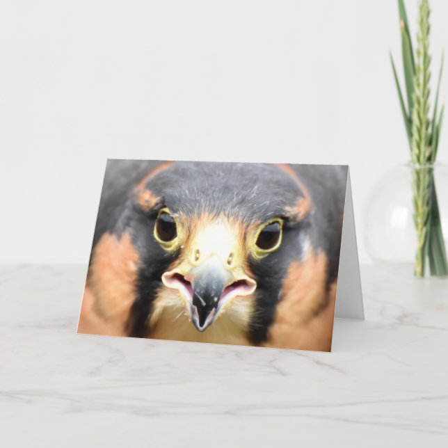 Carte Photo d'Adiplomado Falcon (Devant)