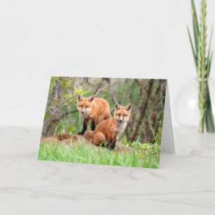 Carte Photo d'adorables kits de renard rouge