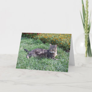 Carte Photo de chat Cute Tabby