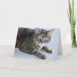 Carte Photo de chat Cute Tabby