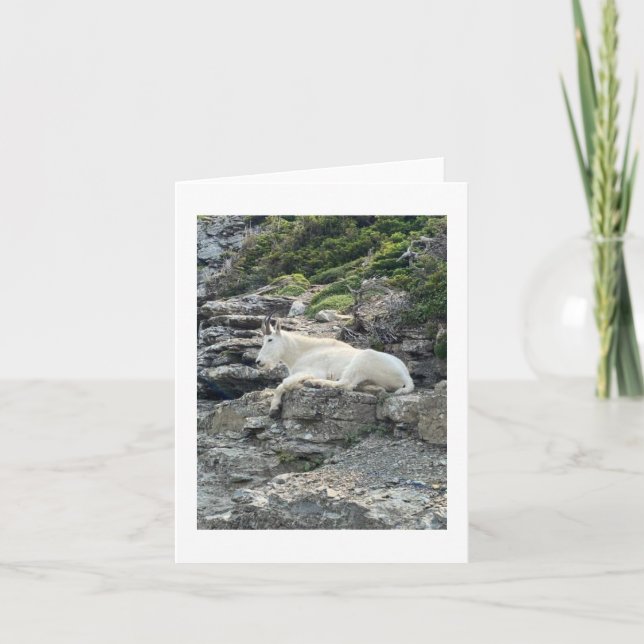 Carte photo de chèvre de montagne (Devant)
