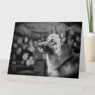 Carte Photo de chien alsacien noir et blanc