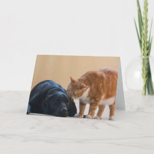 Carte photo de chien - Davy et ami