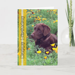 Carte Photo de chien Labrador Retriever beau et élégant