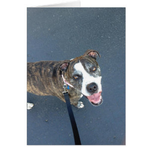 Carte photo de chien - Macy