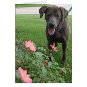 Carte photo de chien - maximum