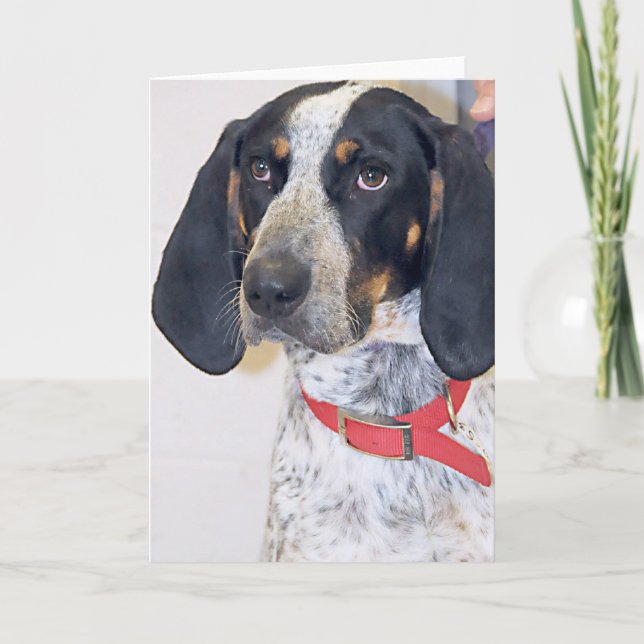Carte Photo de Coonhound de Bluetick (Devant)