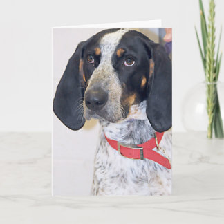 Carte Photo de Coonhound de Bluetick