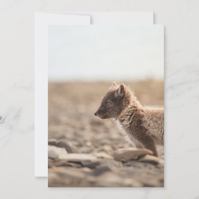 Carte Photo de faune de renard arctique (Devant)