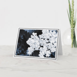 Carte Photo de fond des fleurs blanches de viburnum