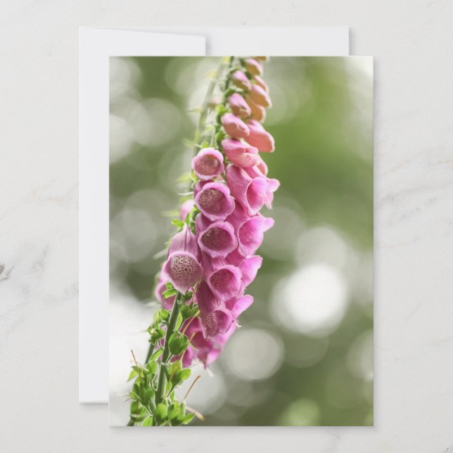 Carte Photo de Foxglove Nature (Devant)