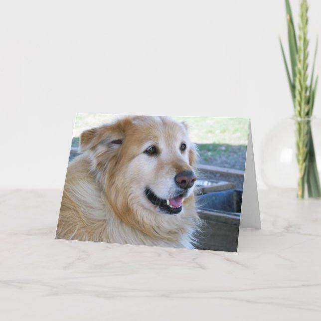 Carte Photo de golden retriever (Devant)