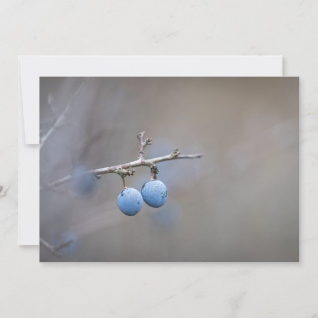 Carte photo de la nature de Blackthorn (Devant)