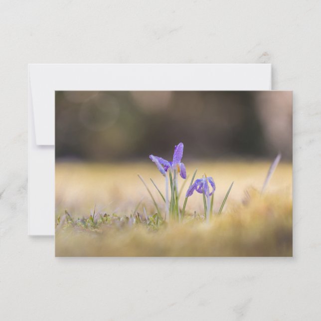 Carte photo de la nature de Crocus pourpres (Devant)