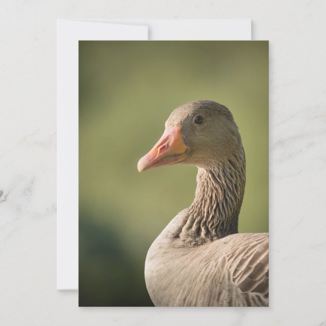 Carte photo de la nature de Goose (Devant)