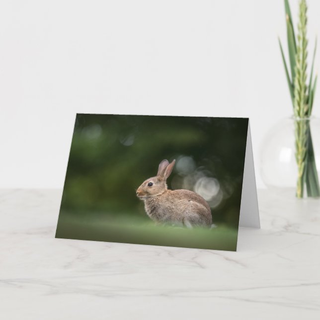 Carte Photo de la nature de lapin Bunny (Devant)