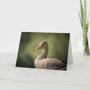 Carte Photo de la nature de l'oie