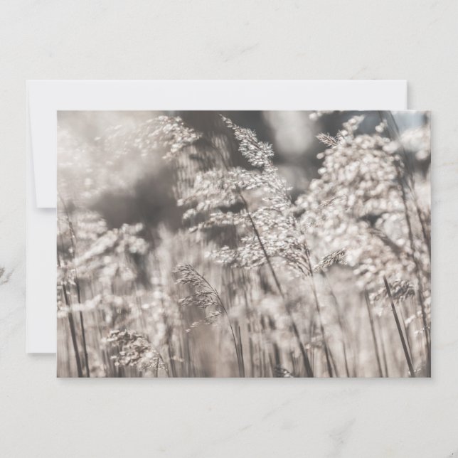 Carte photo de la nature de Reed (Devant)