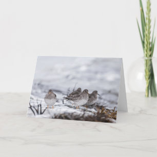 Carte Photo de la nature de Sandpiper