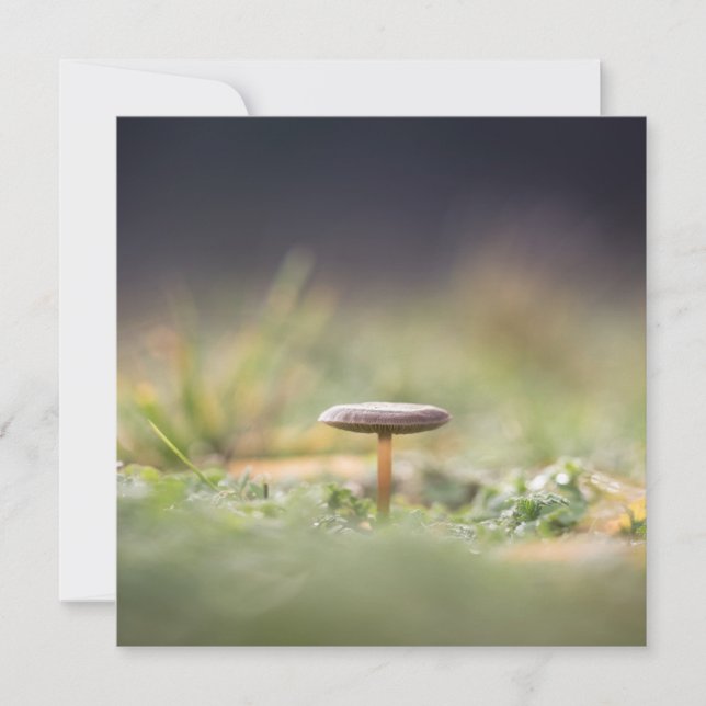 Carte photo de la nature des champignons (Devant)