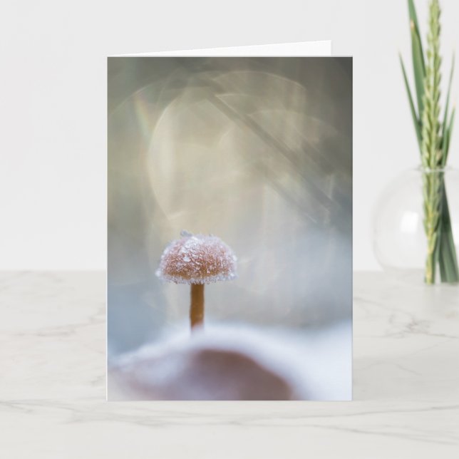 Carte Photo de la nature des champignons (Devant)