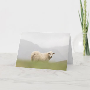 Carte Photo de la nature des moutons