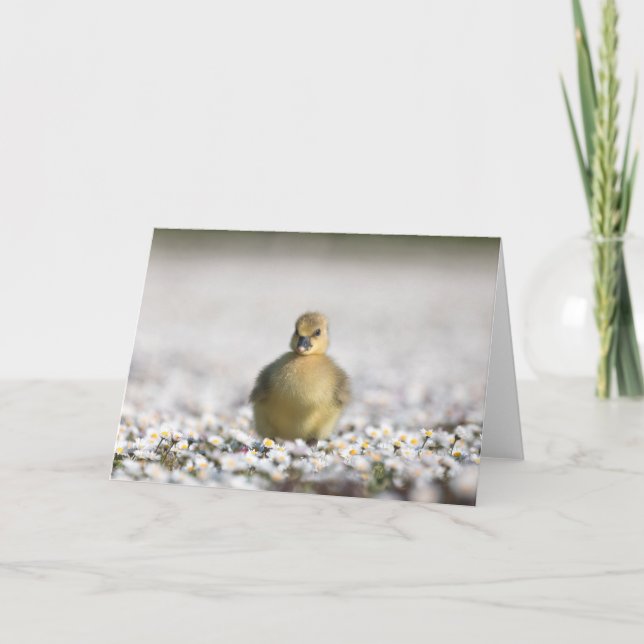 Carte Photo de la nature d'un adorable oison (Devant)