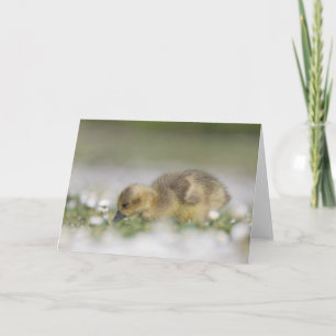 Carte Photo de la nature d'un adorable oison