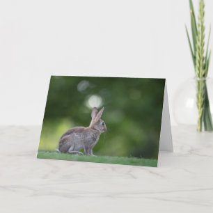 Carte Photo de la nature d'un lapin nain