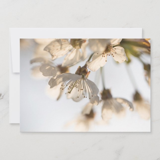 Carte photo de la nature en fleurs de cerisiers (Devant)