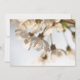 Carte photo de la nature en fleurs de cerisiers