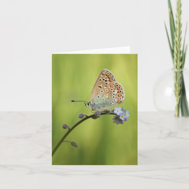 Carte Photo de la nature papillon (Devant)