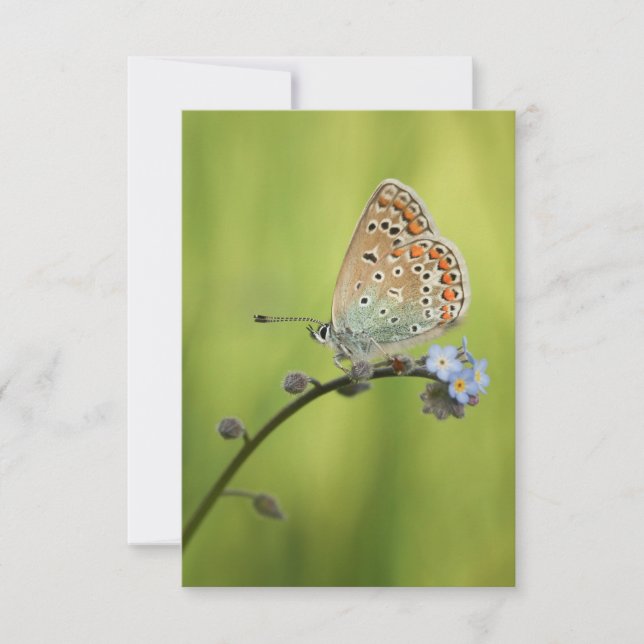 Carte Photo de la nature papillon (Devant)