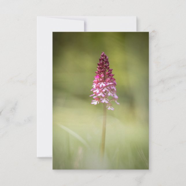 Carte Photo de la nature sauvage de l'orchidée (Devant)
