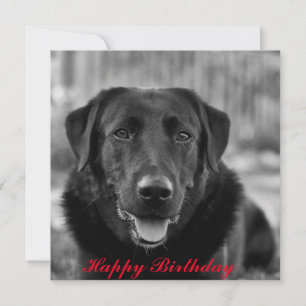 Carte Photo de Labradors noirs Chien de compagnie